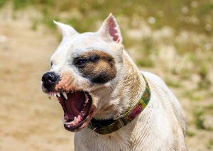 Preparing a Dog Bite Case with a Lawyer in Phoenix AZ | Dog Bite Lawyer Phoenix AZ 2